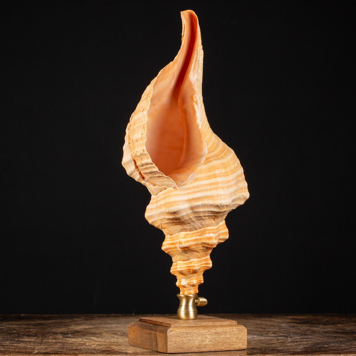 Conchiglia Tritone Gigante, Triplofusus Giganteus, montato su base ornamentale.